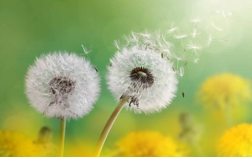 Western Herbal Medicine