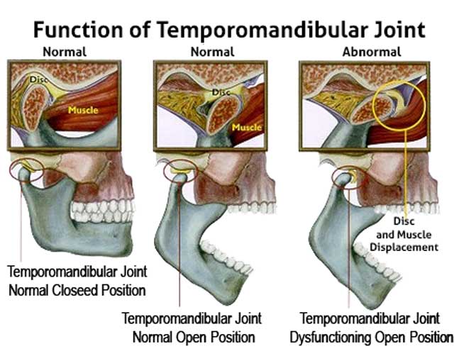 Function of TMJ