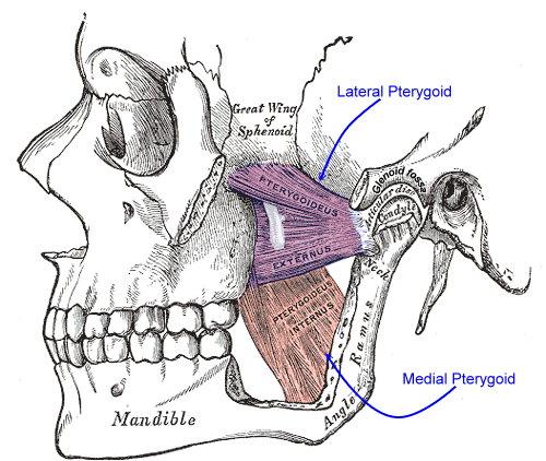 Muscles of the jaw