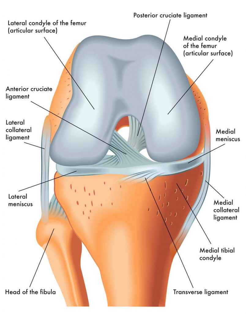 Anatomy of the knee