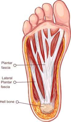 Plantar fascia