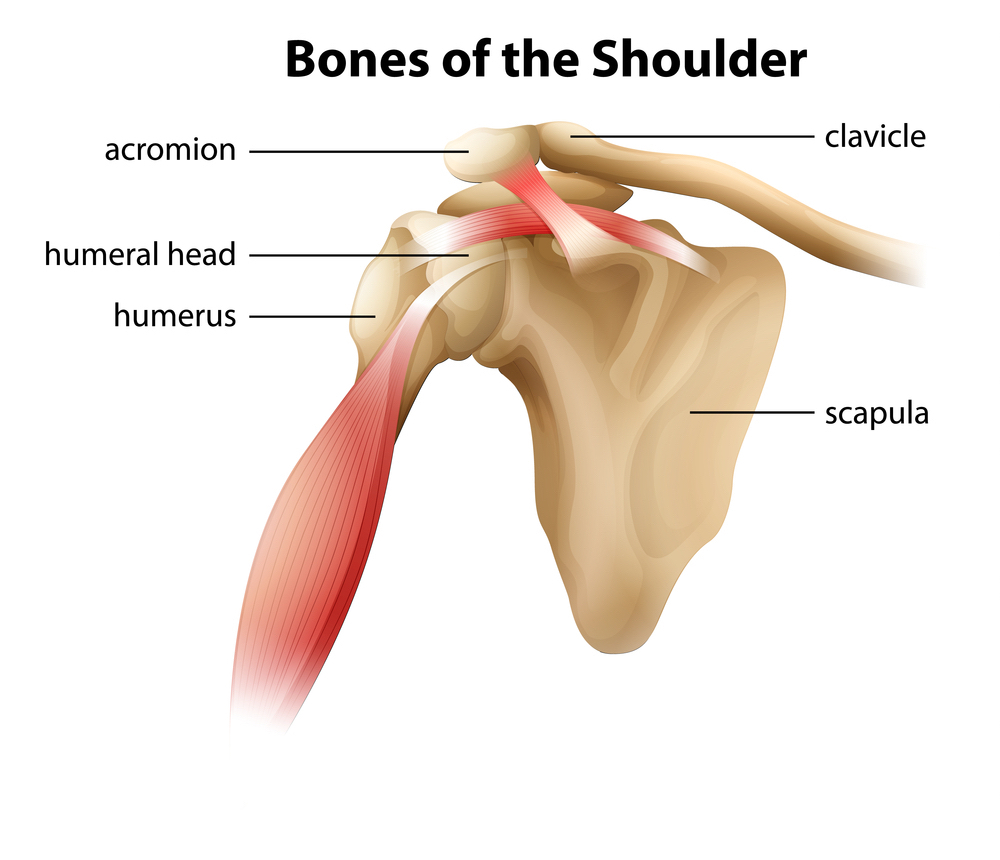 Description: Image result for glenohumeral joint